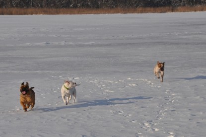 Continental Bulldogs Seeblickbulls Bilderalbum - Weihnachten im Schnee 2010