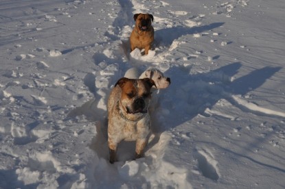 Continental Bulldogs Seeblickbulls Bilderalbum - Weihnachten im Schnee 2010