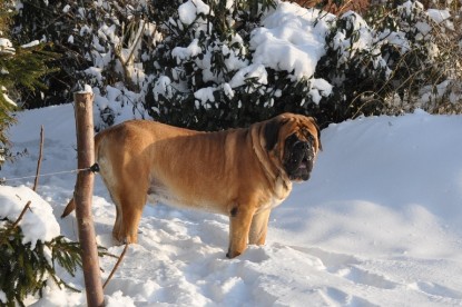 Continental Bulldogs Seeblickbulls Bilderalbum - Weihnachten im Schnee 2010