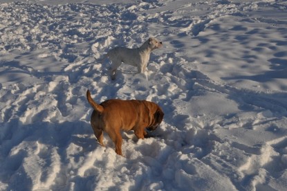 Continental Bulldogs Seeblickbulls Bilderalbum - Weihnachten im Schnee 2010