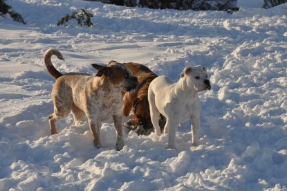 Continental Bulldogs Seeblickbulls Bilderalbum - Weihnachten im Schnee 2010