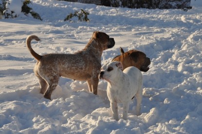 Continental Bulldogs Seeblickbulls Bilderalbum - Weihnachten im Schnee 2010