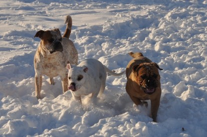 Continental Bulldogs Seeblickbulls Bilderalbum - Weihnachten im Schnee 2010