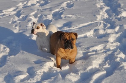 Continental Bulldogs Seeblickbulls Bilderalbum - Weihnachten im Schnee 2010