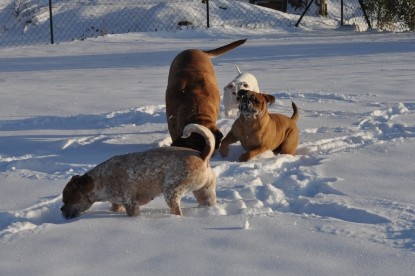 Continental Bulldogs Seeblickbulls Bilderalbum - Weihnachten im Schnee 2010