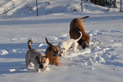 Continental Bulldogs Seeblickbulls Bilderalbum - Weihnachten im Schnee 2010