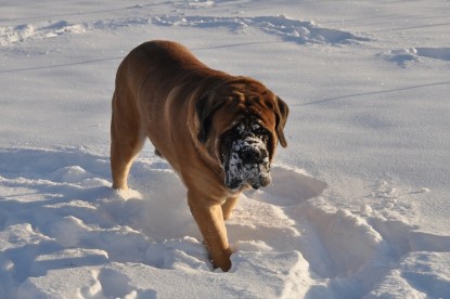 Continental Bulldogs Seeblickbulls Bilderalbum - Weihnachten im Schnee 2010