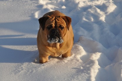 Continental Bulldogs Seeblickbulls Bilderalbum - Weihnachten im Schnee 2010