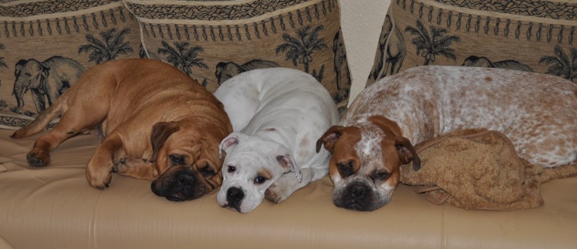 Continental Bulldogs Seeblickbulls Bilderalbum - Bulldog-Bogeys Babett