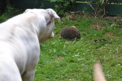 Continental Bulldogs Seeblickbulls Bilderalbum - der Igel