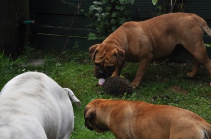 Continental Bulldogs Seeblickbulls Bilderalbum - der Igel