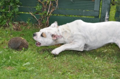 Continental Bulldogs Seeblickbulls Bilderalbum - der Igel