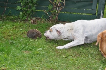 Continental Bulldogs Seeblickbulls Bilderalbum - der Igel