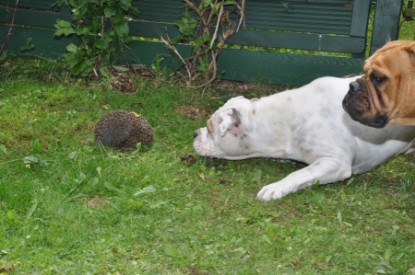 Continental Bulldogs Seeblickbulls Bilderalbum - der Igel