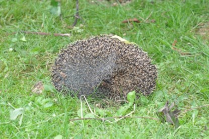 Continental Bulldogs Seeblickbulls Bilderalbum - der Igel