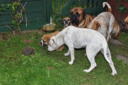 Continental Bulldogs Seeblickbulls Bilderalbum - der Igel