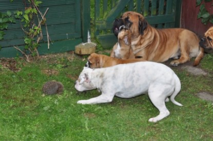 Continental Bulldogs Seeblickbulls Bilderalbum - der Igel