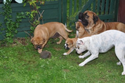 Continental Bulldogs Seeblickbulls Bilderalbum - der Igel