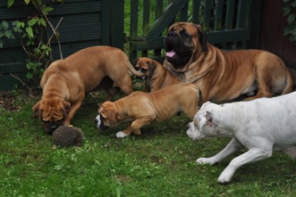 Continental Bulldogs Seeblickbulls Bilderalbum - der Igel