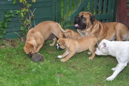 Continental Bulldogs Seeblickbulls Bilderalbum - der Igel