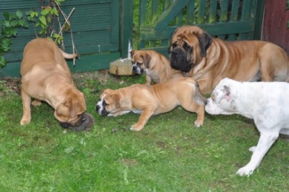 Continental Bulldogs Seeblickbulls Bilderalbum - der Igel