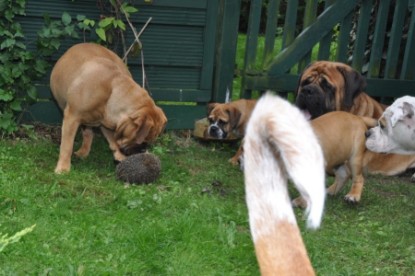 Continental Bulldogs Seeblickbulls Bilderalbum - der Igel