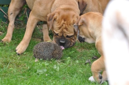 Continental Bulldogs Seeblickbulls Bilderalbum - der Igel