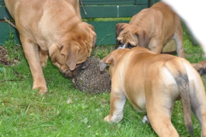 Continental Bulldogs Seeblickbulls Bilderalbum - der Igel