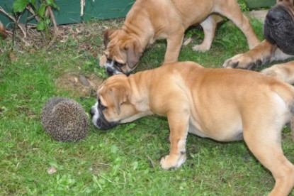 Continental Bulldogs Seeblickbulls Bilderalbum - der Igel