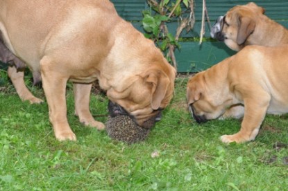 Continental Bulldogs Seeblickbulls Bilderalbum - der Igel