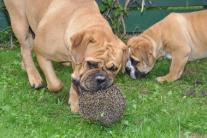 Continental Bulldogs Seeblickbulls Bilderalbum - der Igel