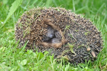 Continental Bulldogs Seeblickbulls Bilderalbum - der Igel