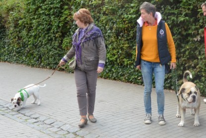 Continental Bulldogs Seeblickbulls Bilderalbum - mit Fiete an der Ostsee