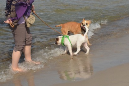 Continental Bulldogs Seeblickbulls Bilderalbum - mit Fiete an der Ostsee