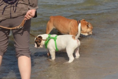 Continental Bulldogs Seeblickbulls Bilderalbum - mit Fiete an der Ostsee