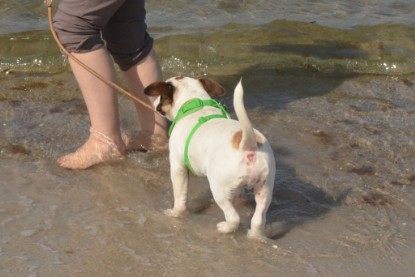 Continental Bulldogs Seeblickbulls Bilderalbum - mit Fiete an der Ostsee