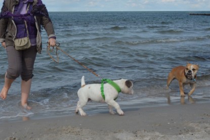 Continental Bulldogs Seeblickbulls Bilderalbum - mit Fiete an der Ostsee