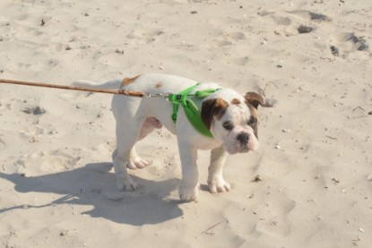 Continental Bulldogs Seeblickbulls Bilderalbum - mit Fiete an der Ostsee