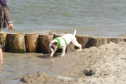 Continental Bulldogs Seeblickbulls Bilderalbum - mit Fiete an der Ostsee