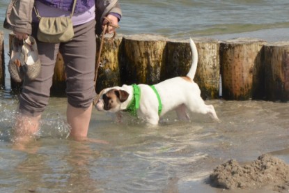 Continental Bulldogs Seeblickbulls Bilderalbum - mit Fiete an der Ostsee