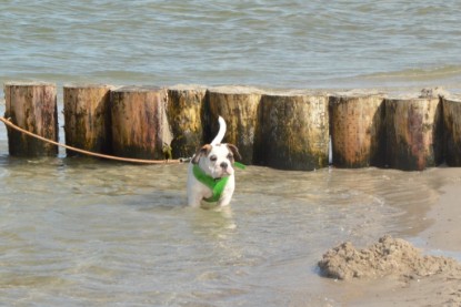 Continental Bulldogs Seeblickbulls Bilderalbum - mit Fiete an der Ostsee