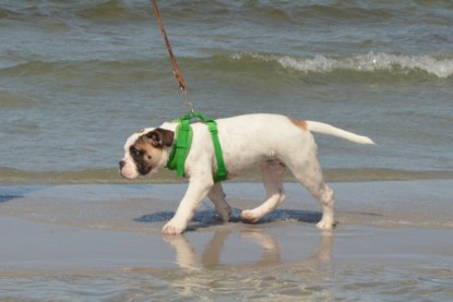 Continental Bulldogs Seeblickbulls Bilderalbum - mit Fiete an der Ostsee