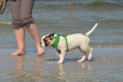 Continental Bulldogs Seeblickbulls Bilderalbum - mit Fiete an der Ostsee