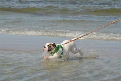 Continental Bulldogs Seeblickbulls Bilderalbum - mit Fiete an der Ostsee