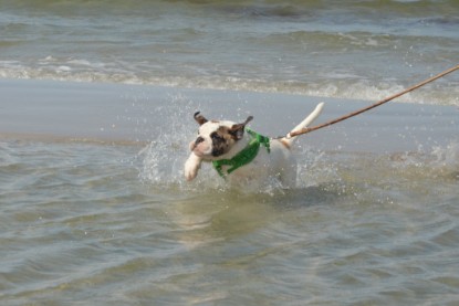 Continental Bulldogs Seeblickbulls Bilderalbum - mit Fiete an der Ostsee