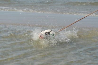 Continental Bulldogs Seeblickbulls Bilderalbum - mit Fiete an der Ostsee