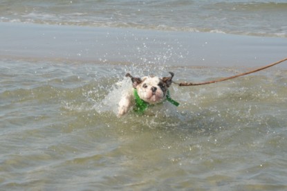 Continental Bulldogs Seeblickbulls Bilderalbum - mit Fiete an der Ostsee