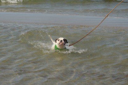 Continental Bulldogs Seeblickbulls Bilderalbum - mit Fiete an der Ostsee