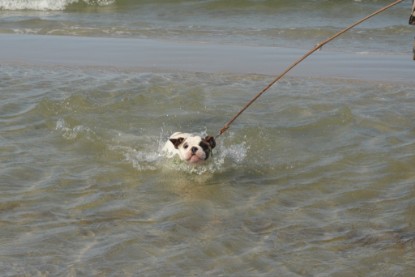 Continental Bulldogs Seeblickbulls Bilderalbum - mit Fiete an der Ostsee