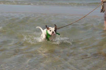 Continental Bulldogs Seeblickbulls Bilderalbum - mit Fiete an der Ostsee